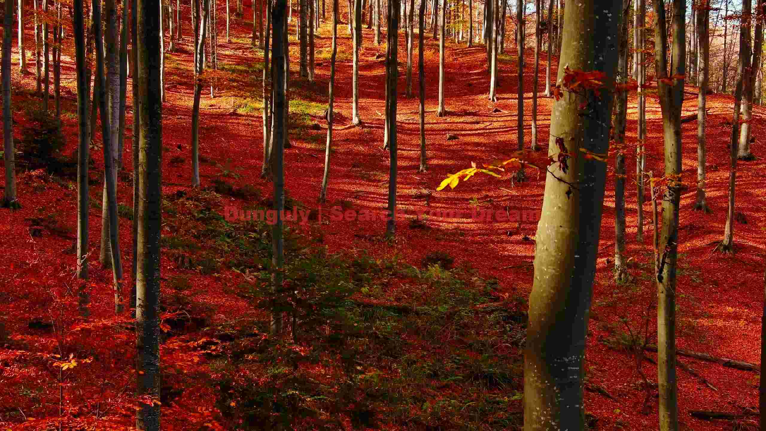 fiery red autumn forest fiery red autumn forest