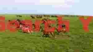 galloping wild horses across green plains