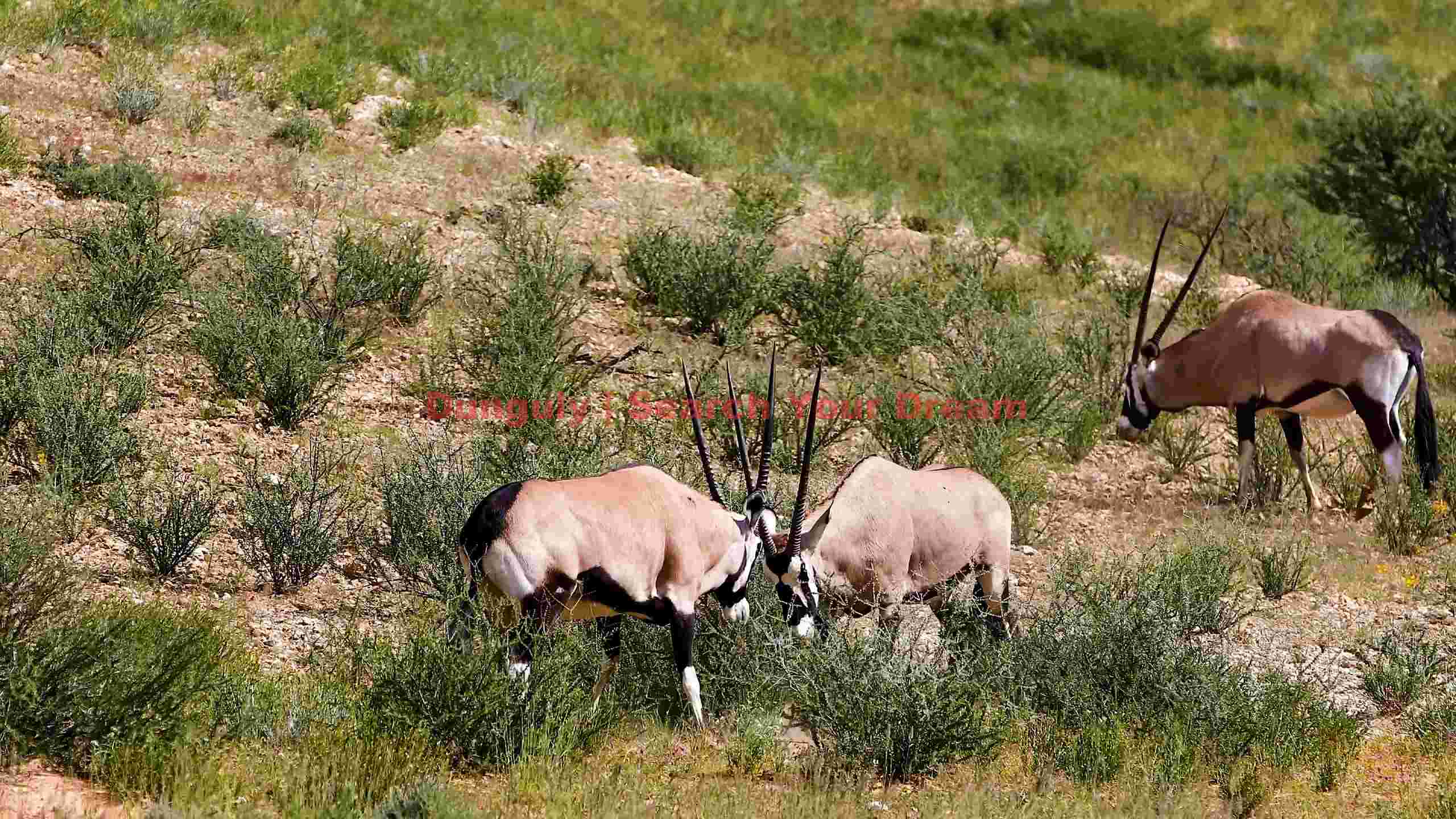 gemsbok duel oryx antelopes in arid habitat gemsbok duel oryx antelopes in arid habitat