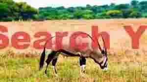 gemsbok grazing in african savanna