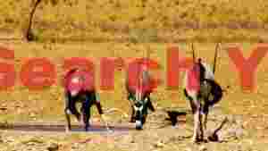 gemsbok quenching thirst in arid desert