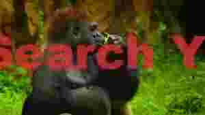 gentle giant gorillas green feast