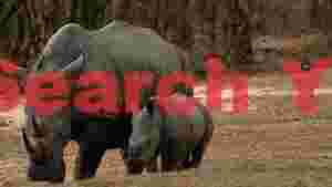 gentle giants white rhino mother and calf