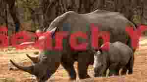 gentle giants white rhino mother and calf in the wild