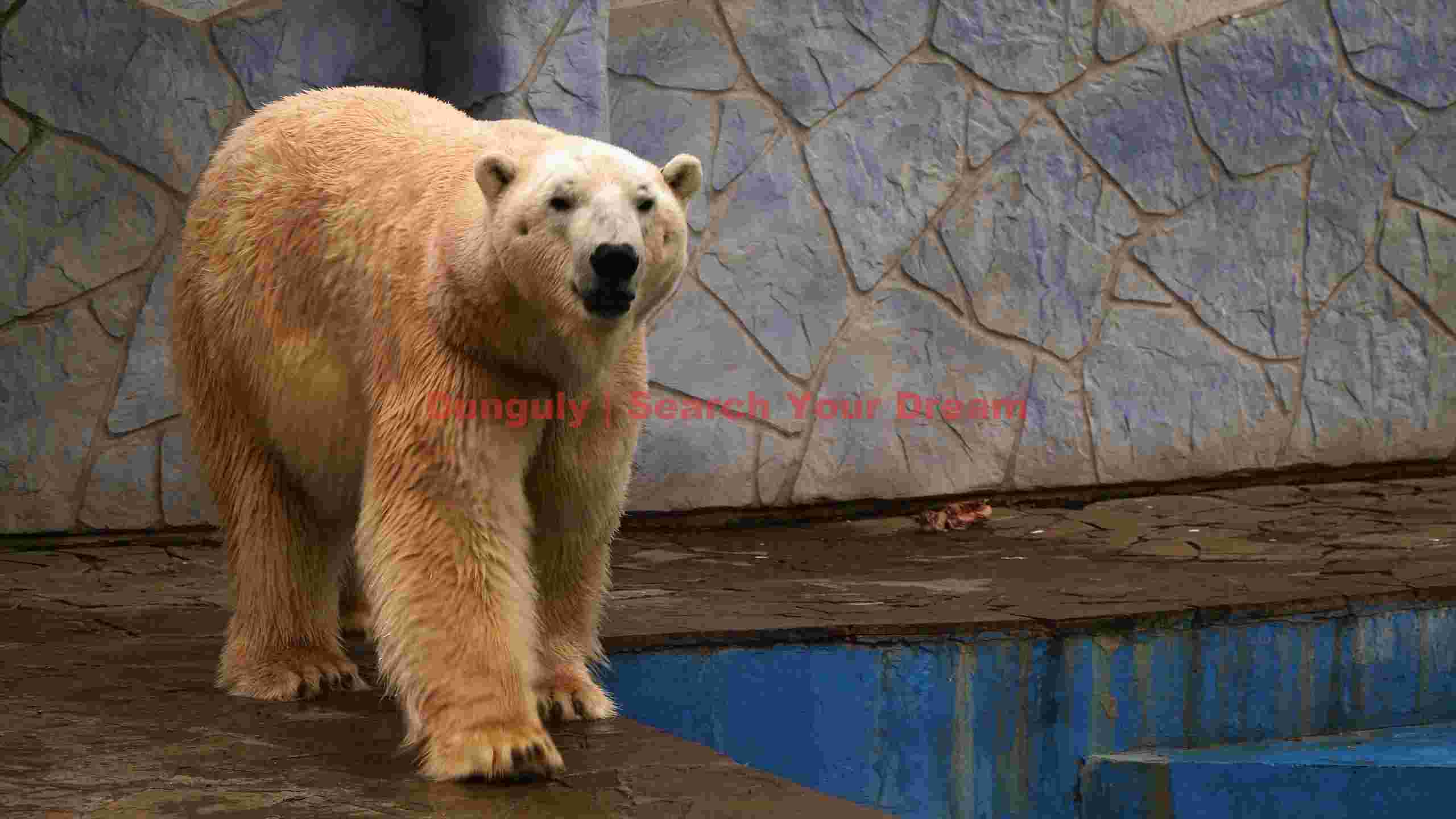 golden furred polar bear strolls golden furred polar bear strolls