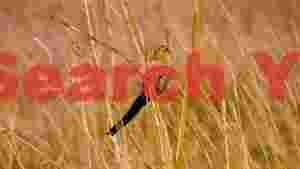 golden grassland bird