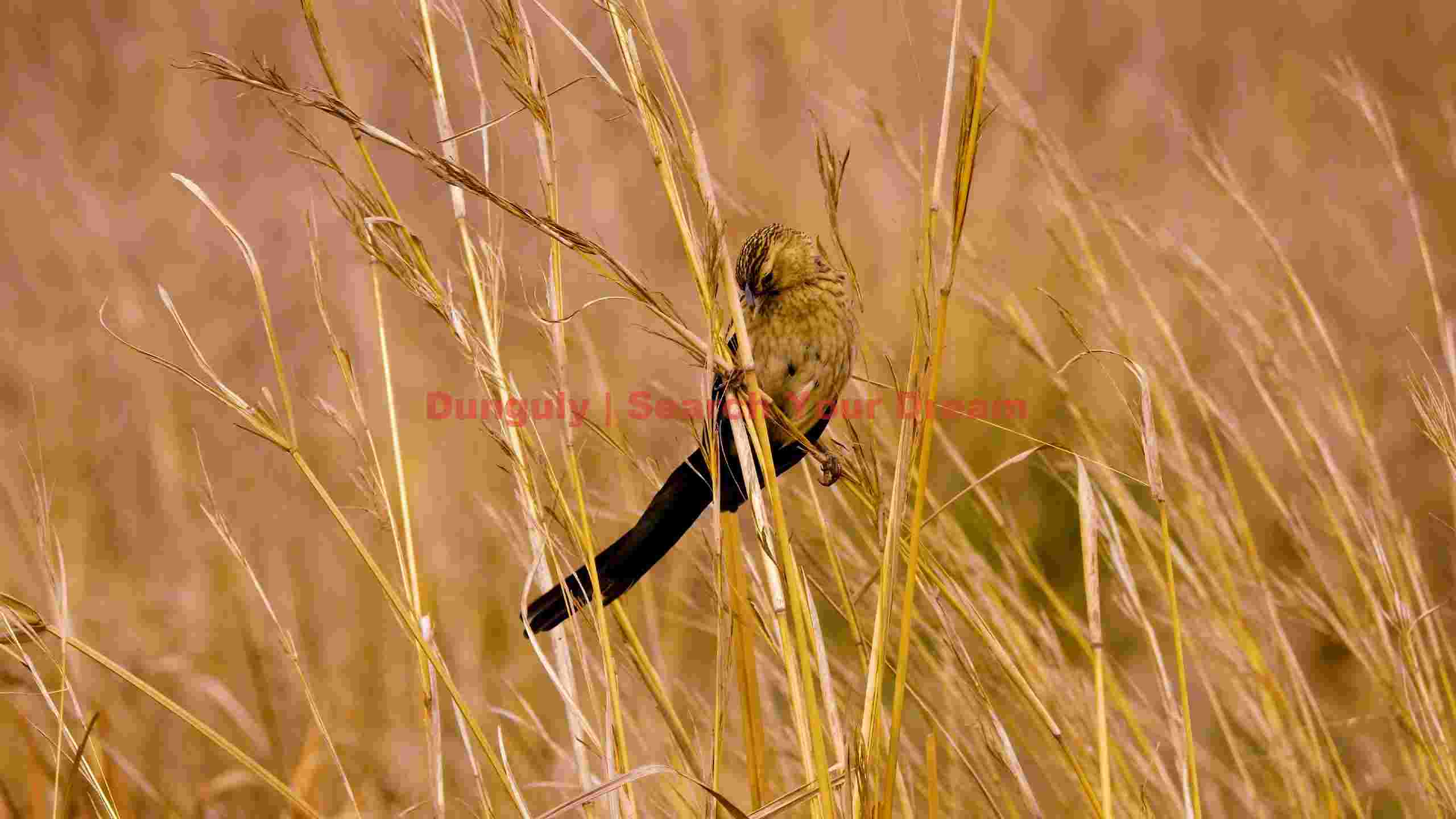 golden grassland sentinel golden grassland sentinel