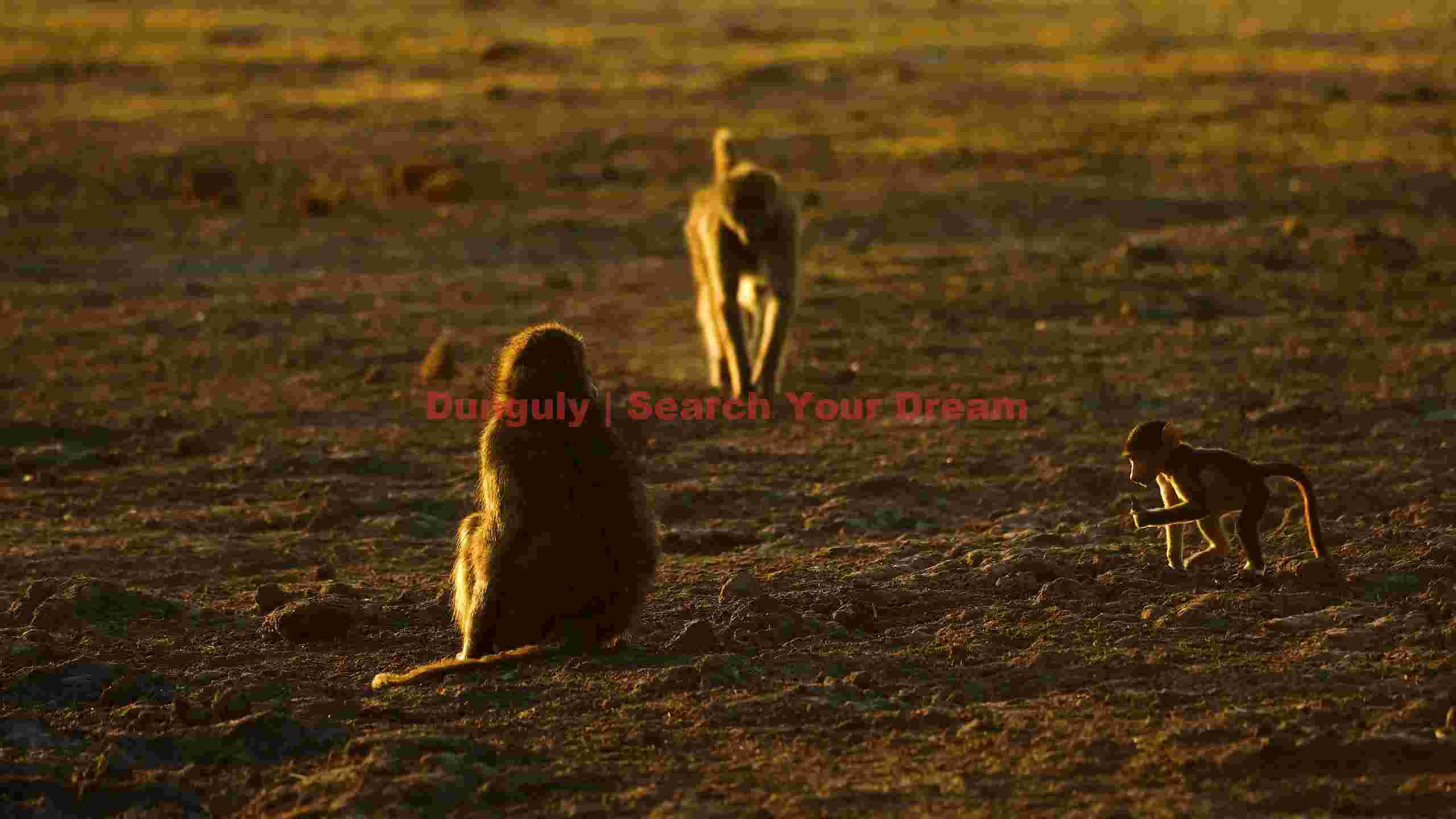 golden hour baboons family on the plains golden hour baboons family on the plains
