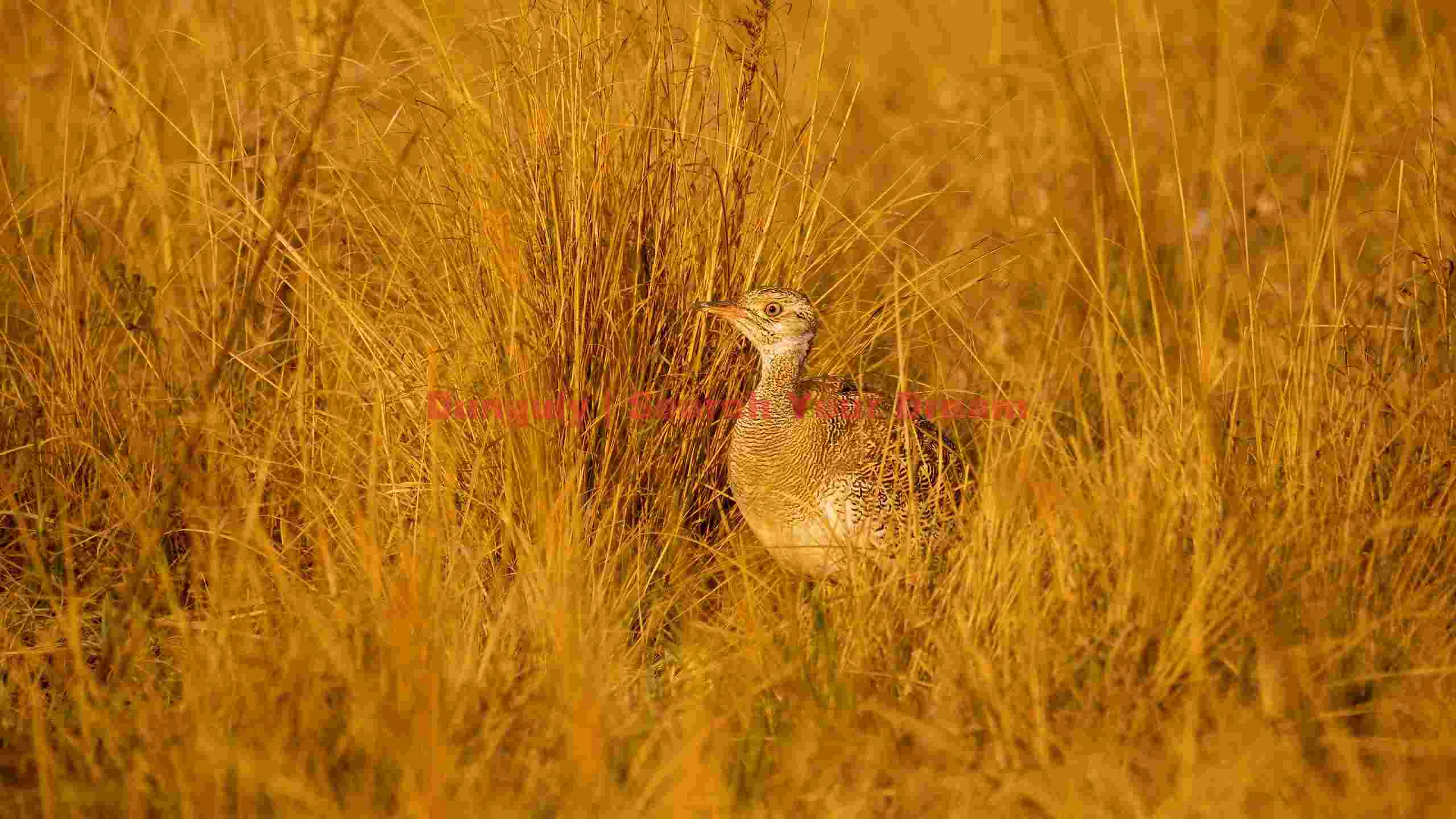 golden hour bustard in savannah grass golden hour bustard in savannah grass