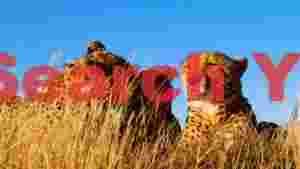 golden hour cheetahs of the savanna