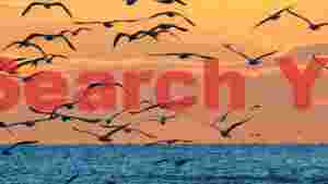 golden hour flight seagulls over sunset ocean