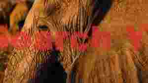 golden hour gaze african elephant portrait