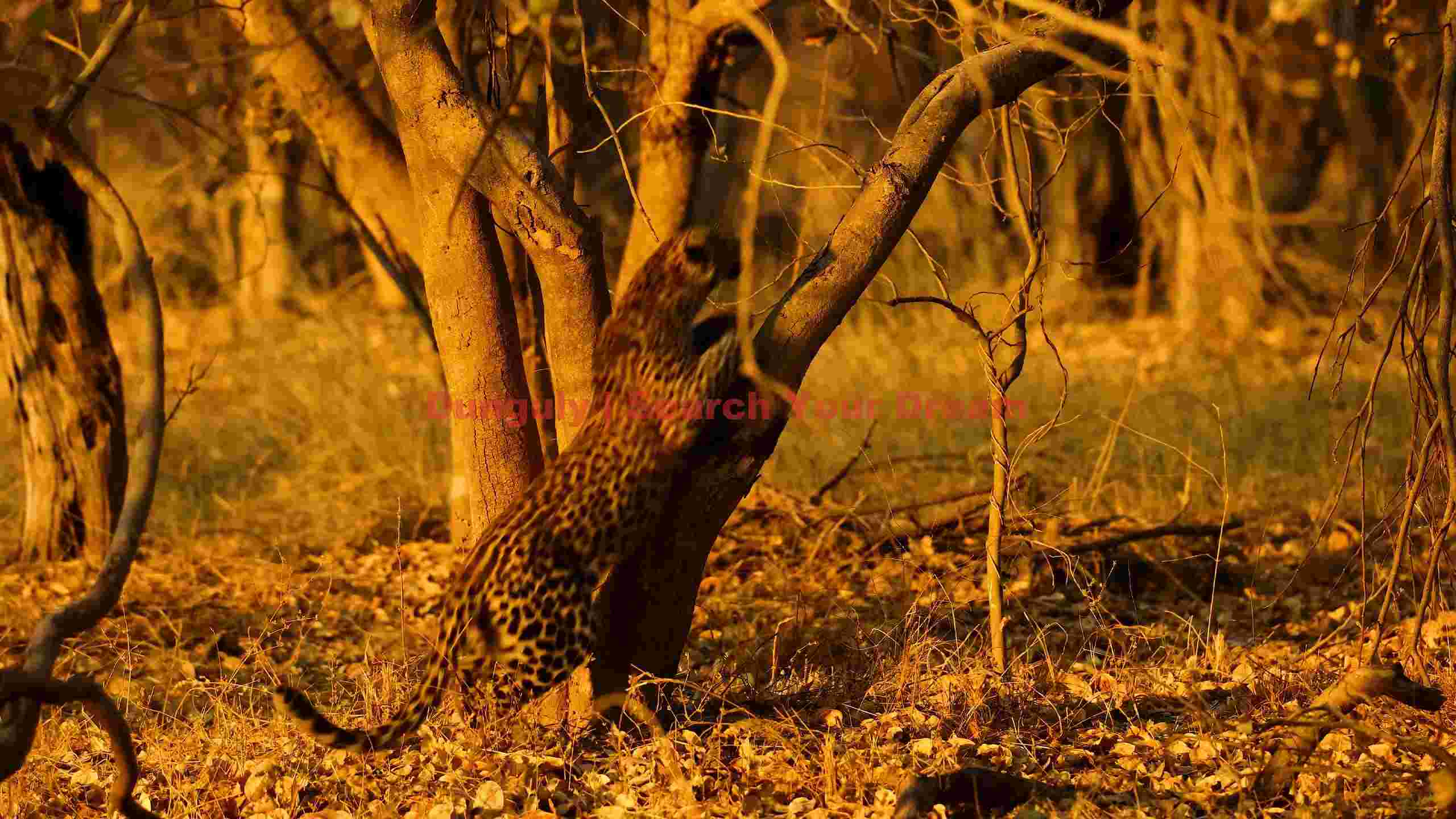 golden hour leopard climb golden hour leopard climb