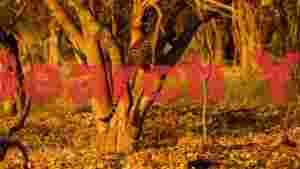 golden hour leopard cubs ascent