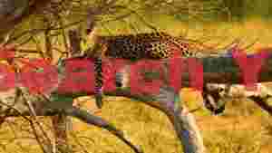 golden hour leopard perch