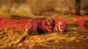 golden hour meerkat family foraging