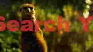 golden hour meerkat sentinel