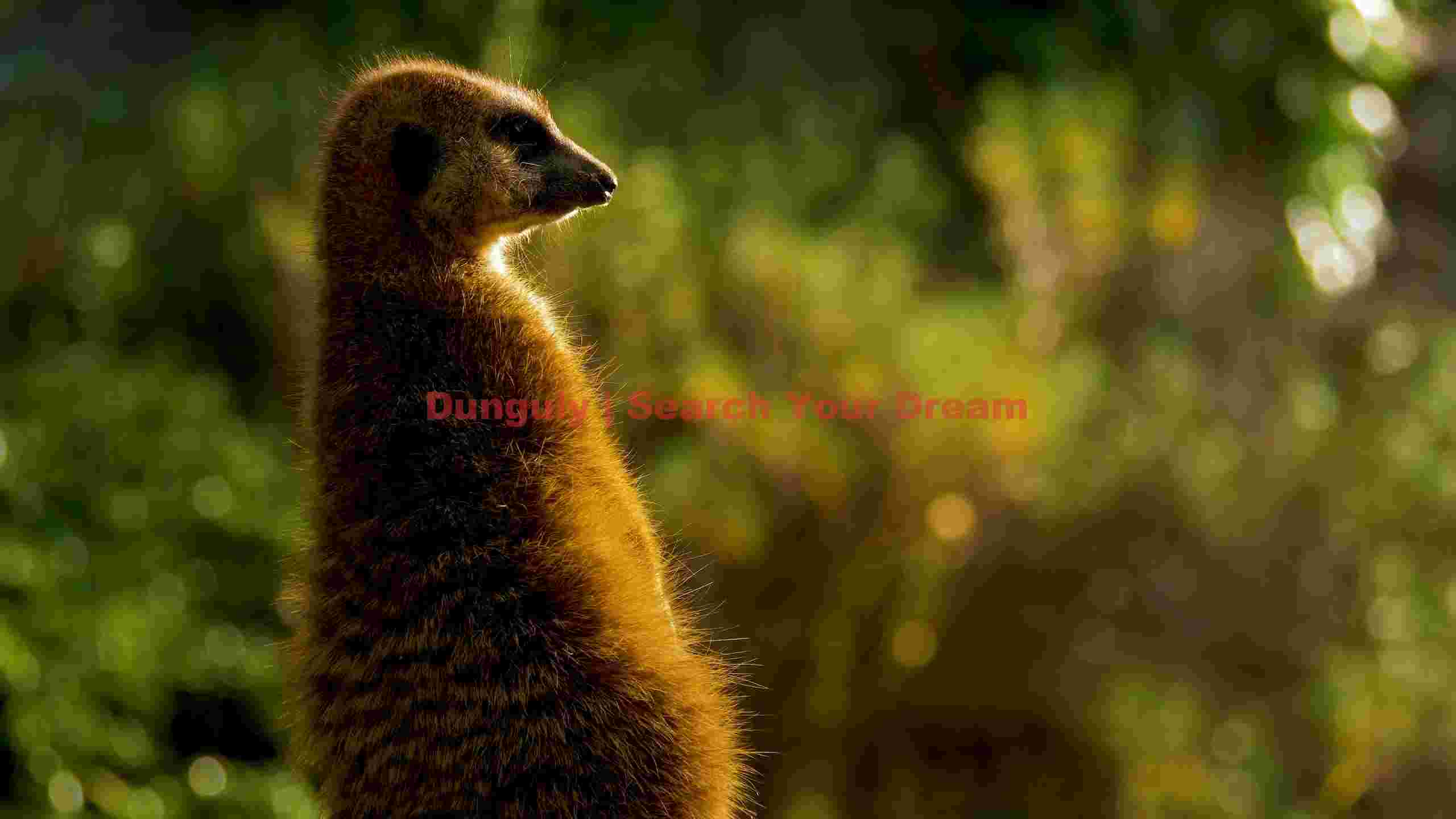 golden hour meerkat vigil golden hour meerkat vigil