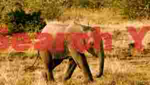 golden hour savannah stroll of a young elephant