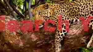 golden leopards gaze on ancient branch