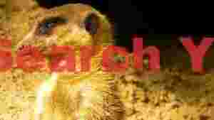 golden meerkats sandy slumber