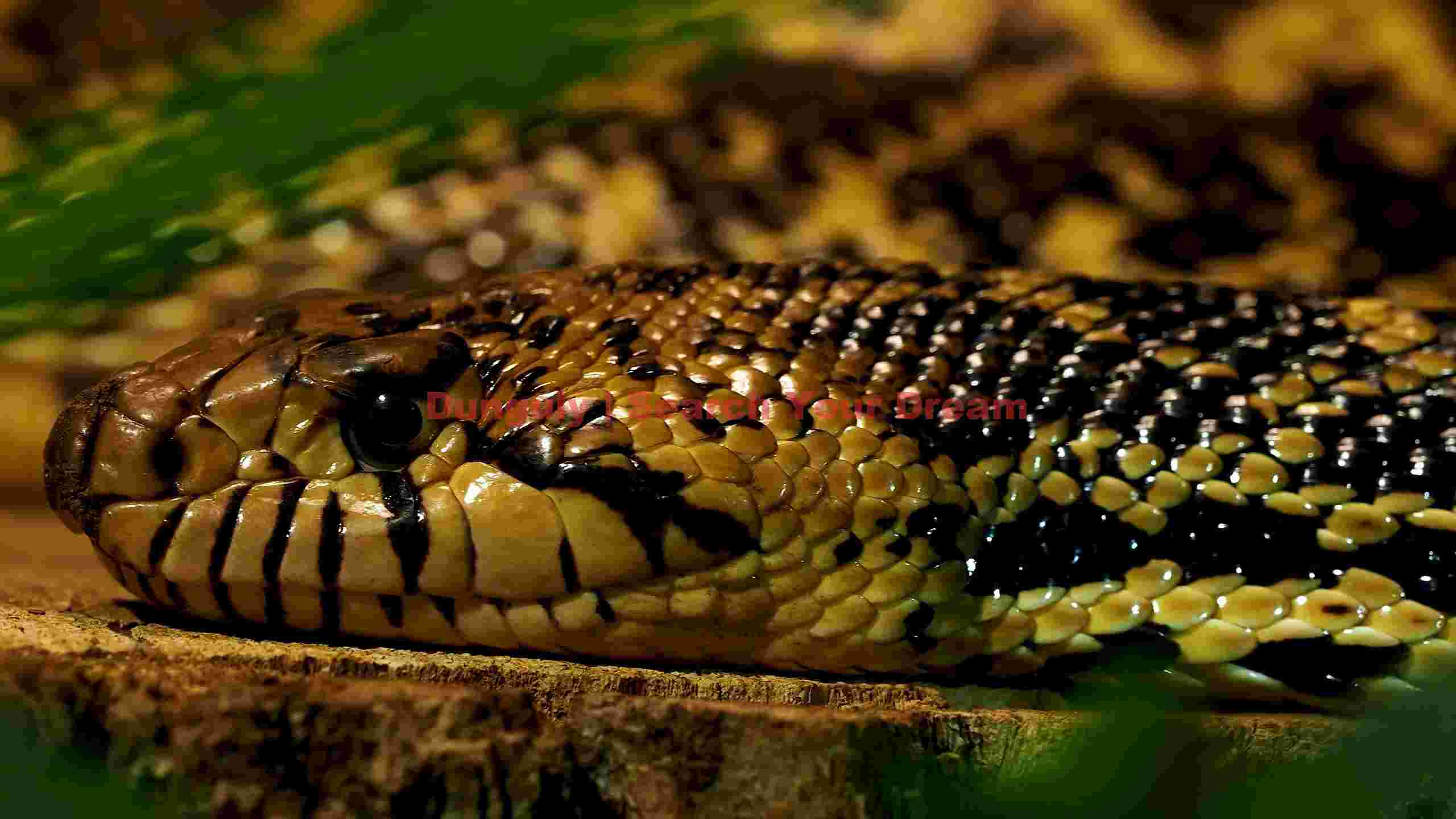 golden serpents gaze intricate snake scales close up golden serpents gaze intricate snake scales close up