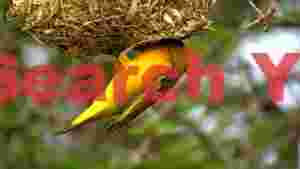 golden weaver bird building intricate nest