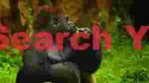 gorilla enjoying a green meal