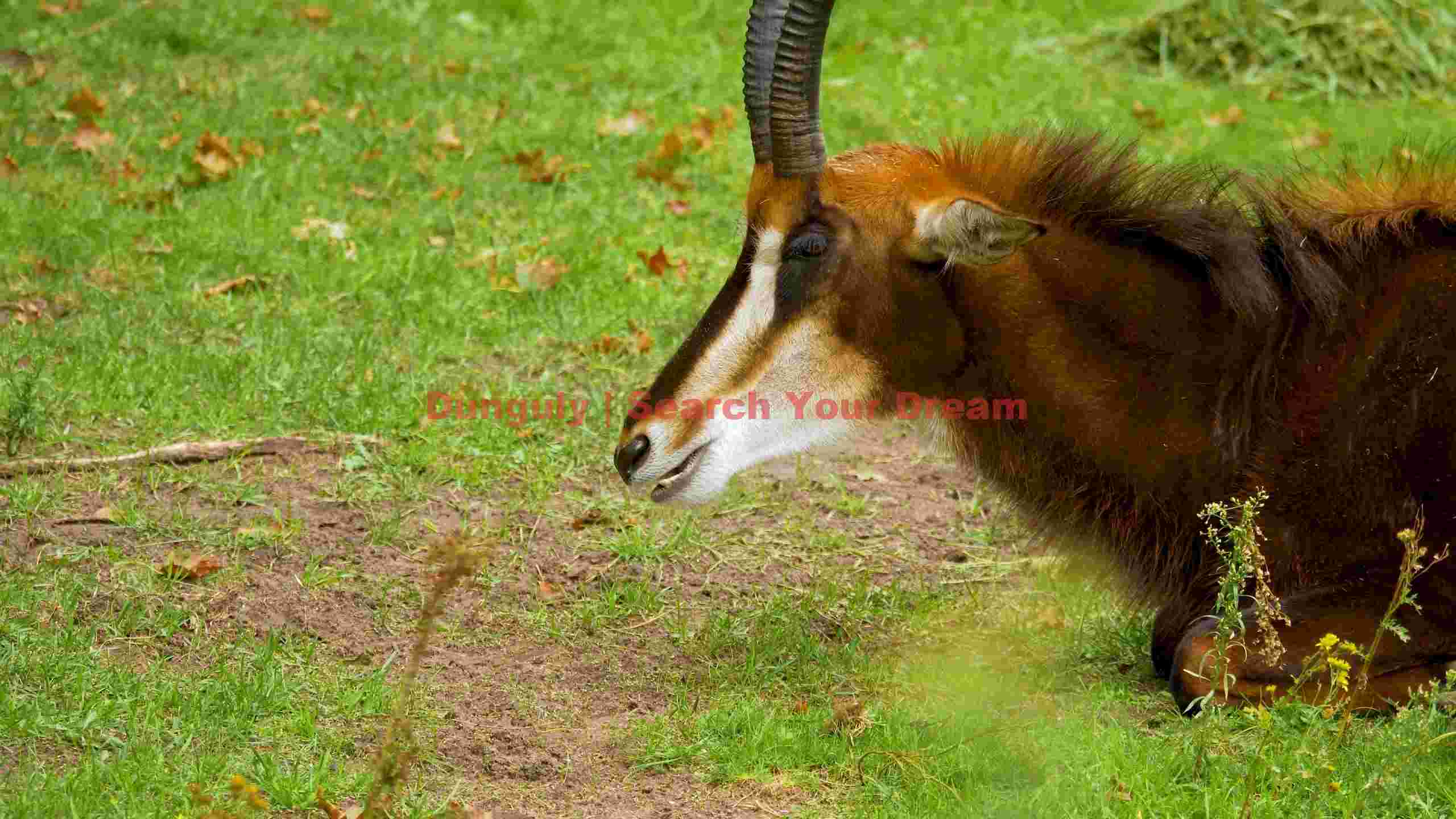 graceful antelope resting in green pasture graceful antelope resting in green pasture