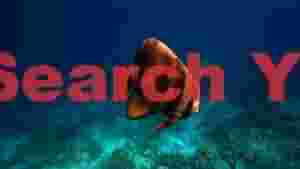 graceful batfish in coral reef