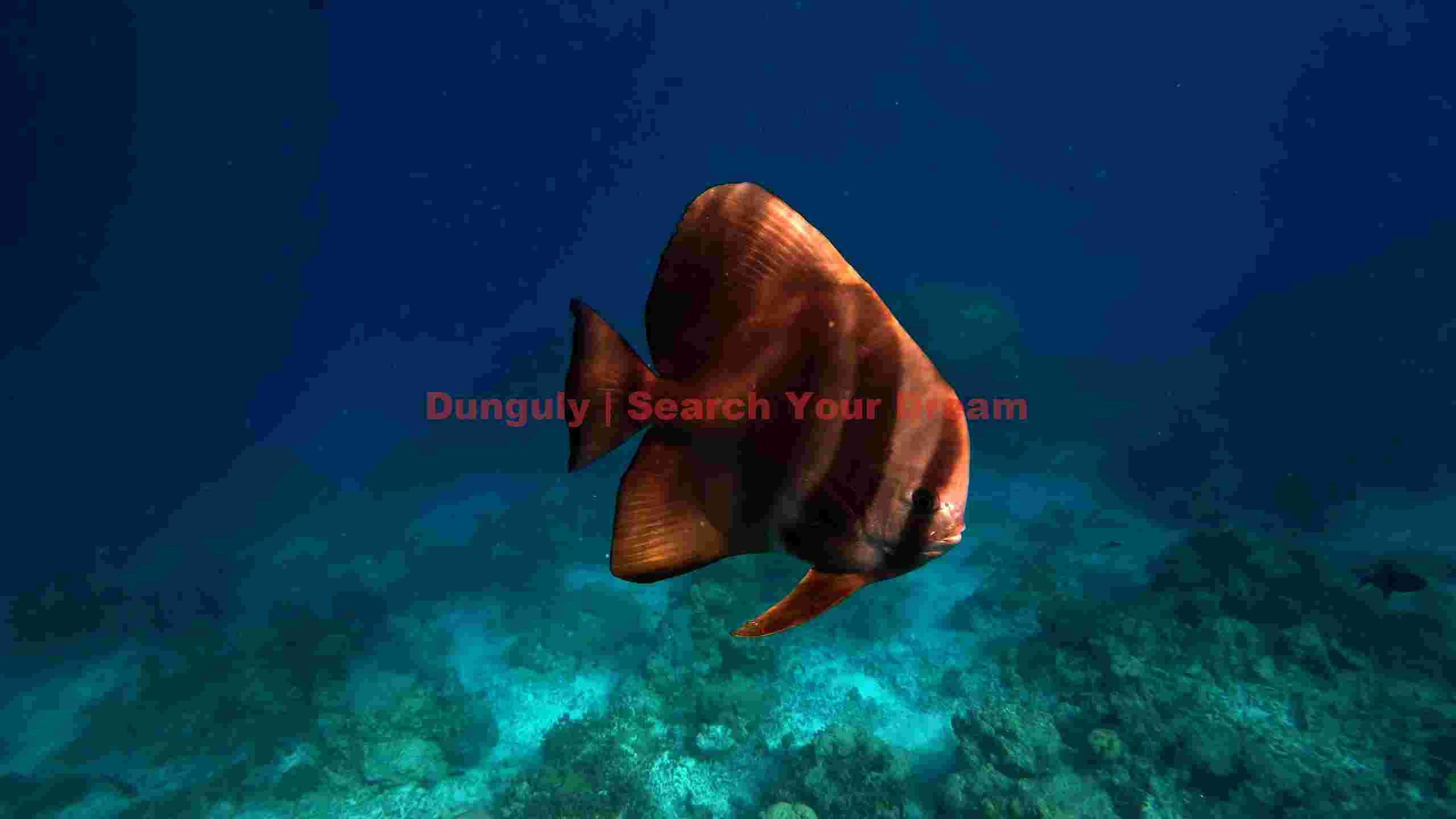 graceful batfish in coral reef graceful batfish in coral reef