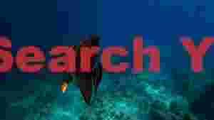 graceful batfish in the blue ocean depths