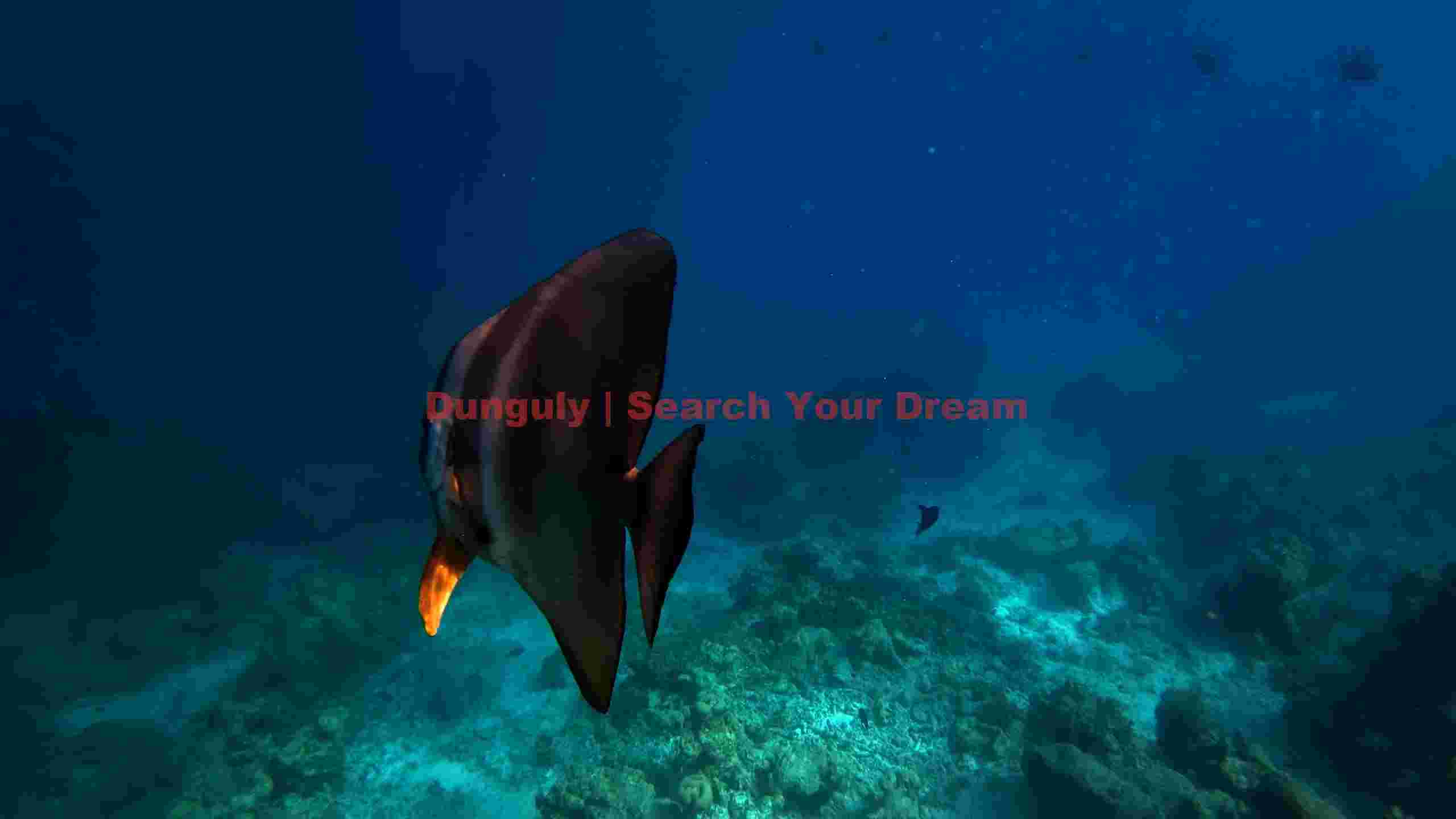 graceful batfish in the blue ocean depths graceful batfish in the blue ocean depths