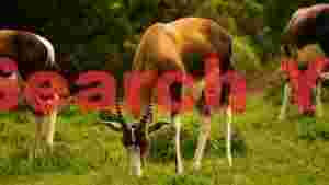 graceful bontebok grazing in green pastures
