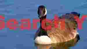 graceful canada goose on serene water