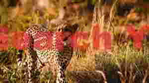 graceful cheetah in golden savanna
