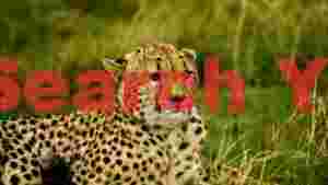graceful cheetah in the wild savanna