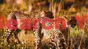 graceful cheetahs in golden savannah