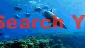 graceful dolphin pod over coral reef