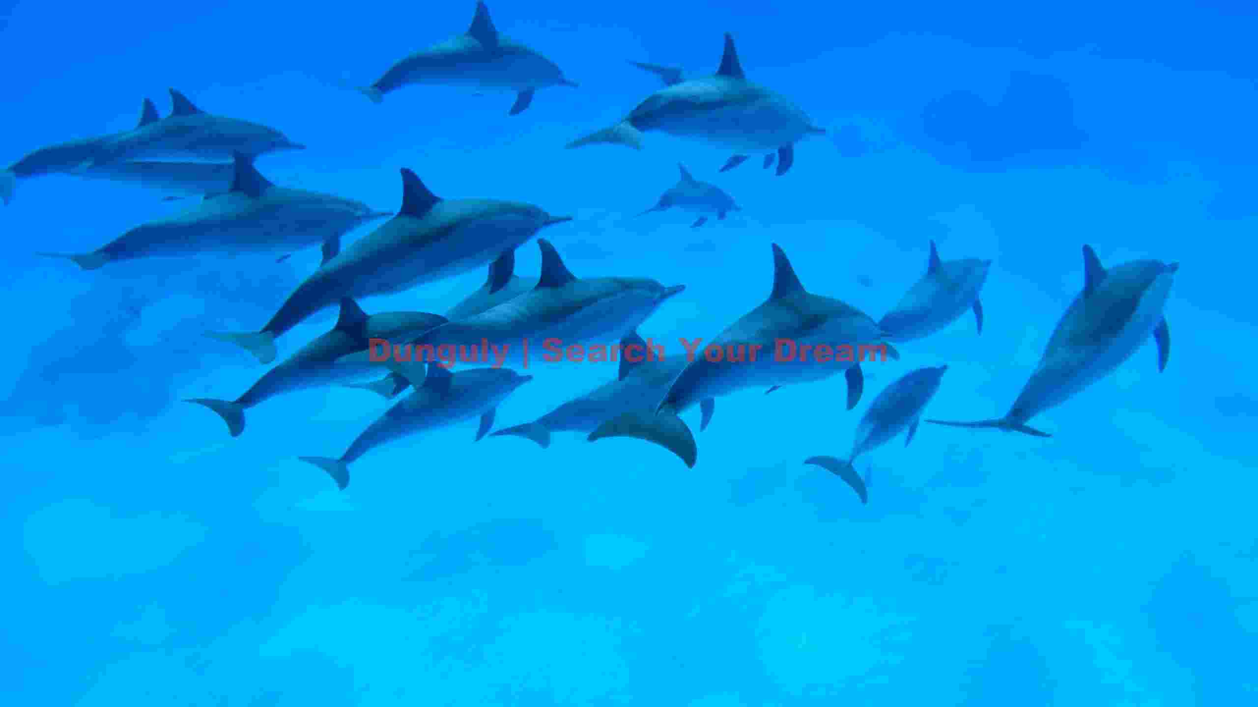 graceful dolphin pod underwater graceful dolphin pod underwater