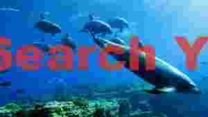graceful dolphins in sunlit ocean