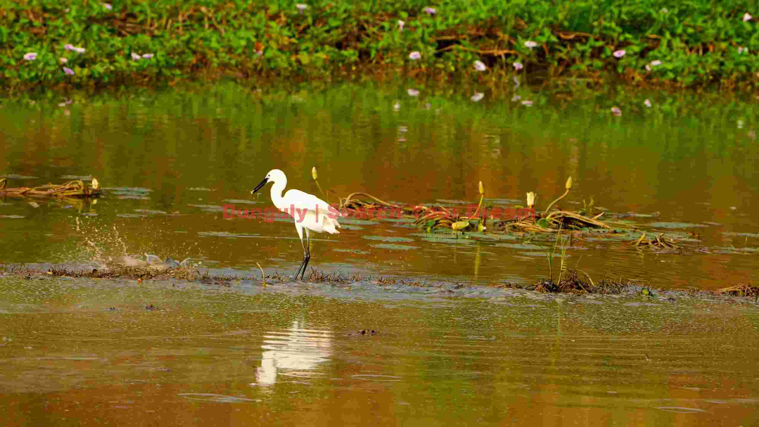 graceful egret hunting in golden shallows graceful egret hunting in golden shallows