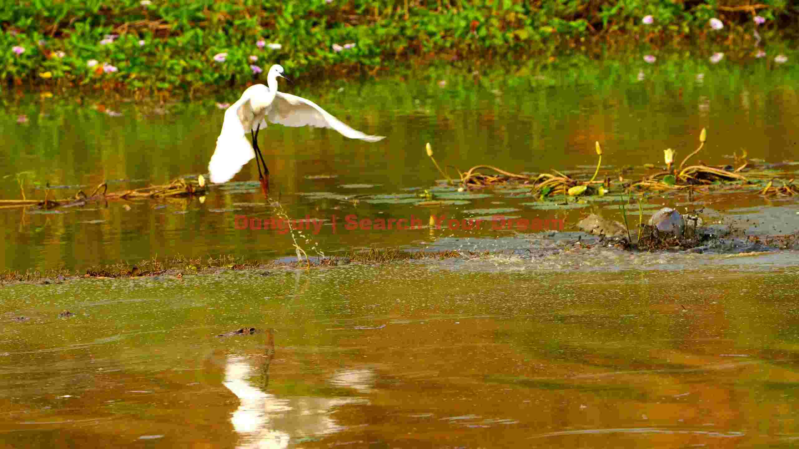 graceful egret taking flight from pond graceful egret taking flight from pond