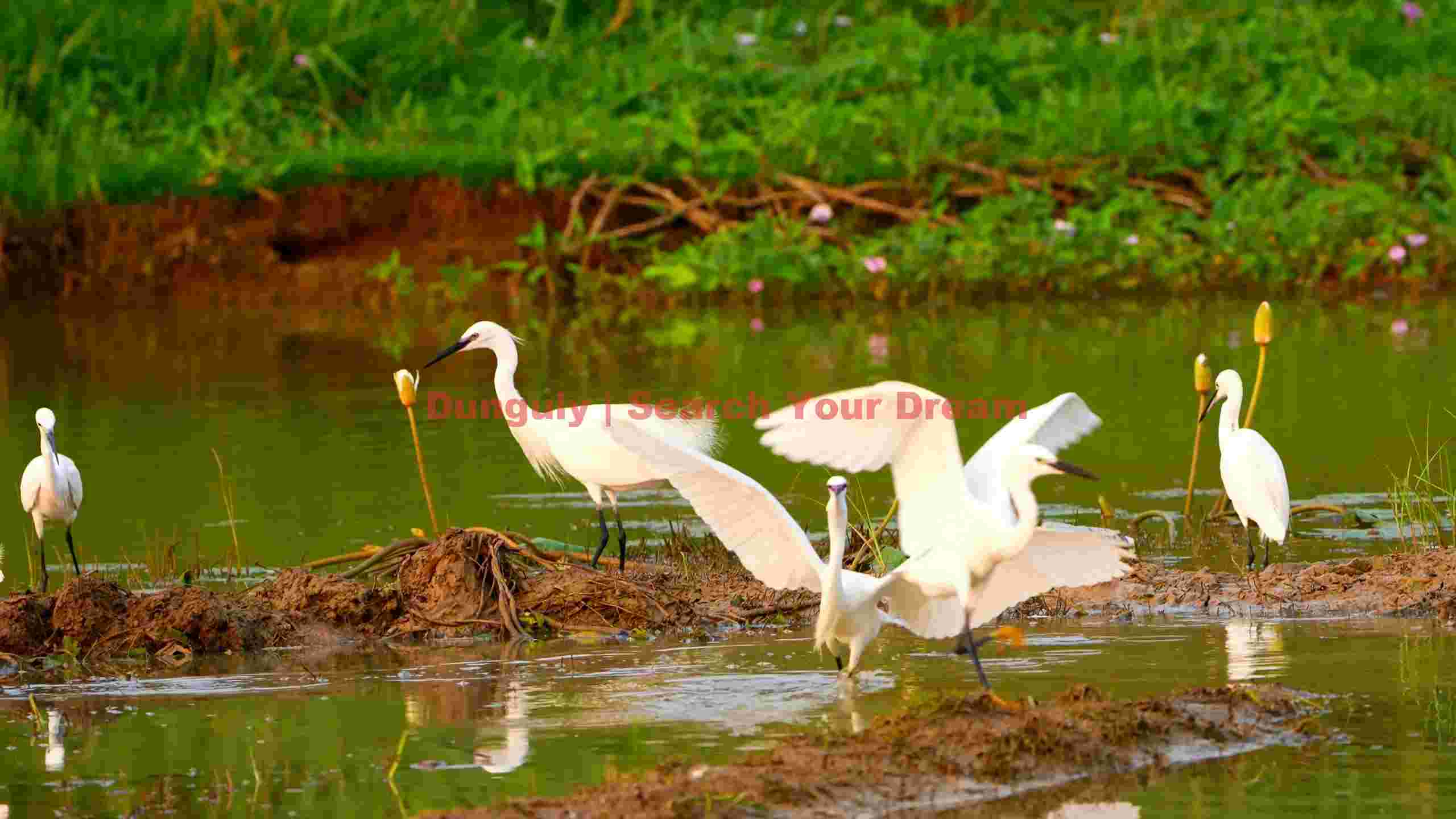 graceful egrets in lush wetland graceful egrets in lush wetland