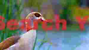 graceful egyptian goose by the waters edge