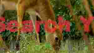 graceful fawn grazing in green meadow
