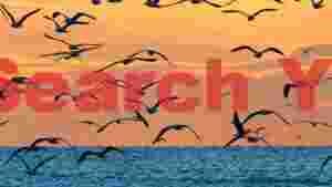 graceful flight seagulls at sunset over ocean