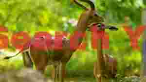 graceful gerenuks mother and calf in lush wilderness