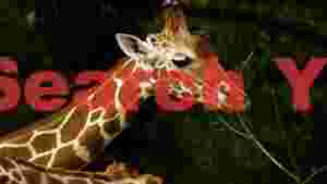 graceful giraffe grazing on leaves