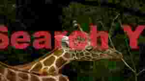 graceful giraffes peaceful slumber